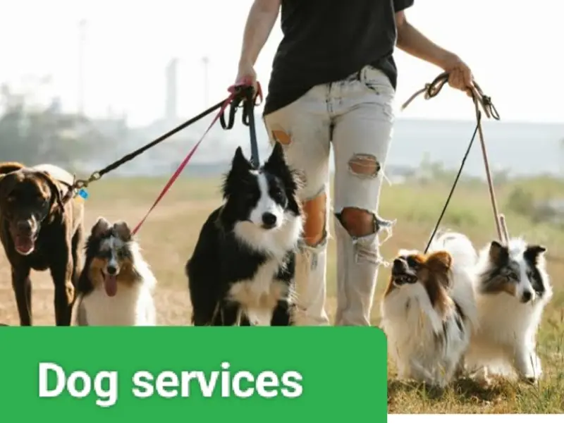 Swaraj pet'sDog Walking & Training service Pune, photo 4