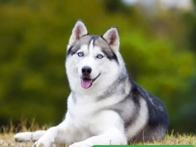 Swaraj pet'sDog Walking & Training service Pune, photo 5