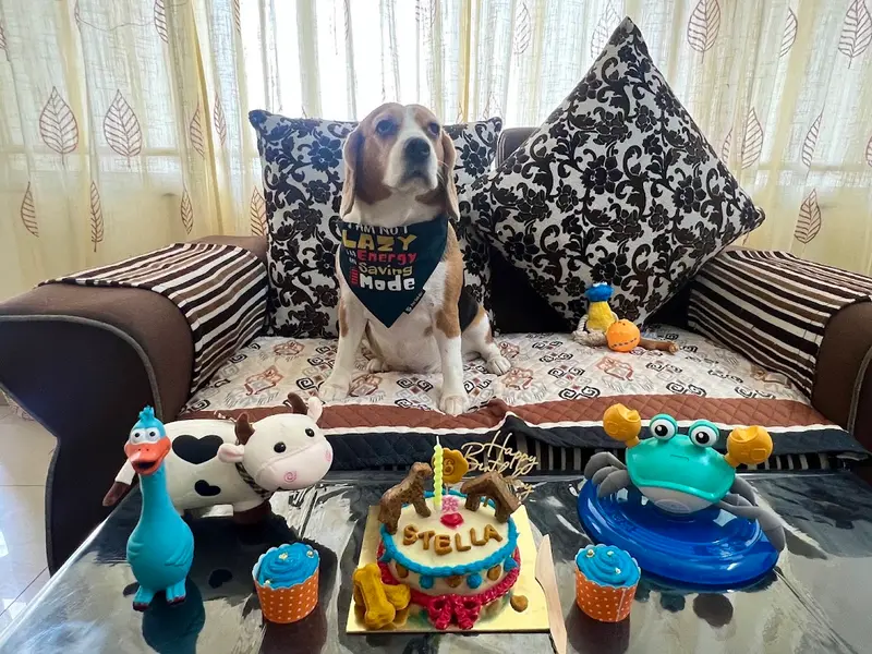 Pet Ecstasy, photo 5