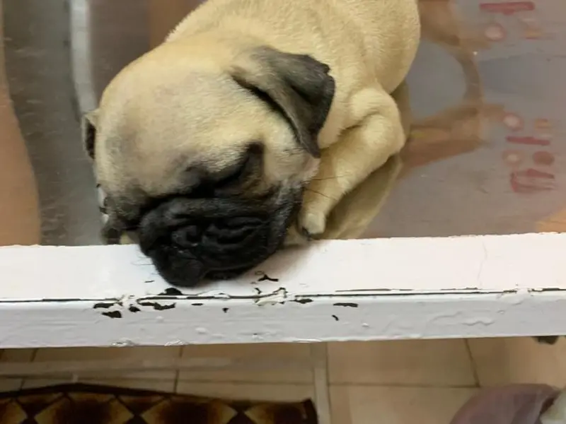 Fur's Pet Clinic, photo 2