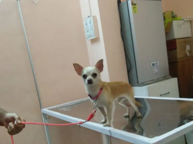 Fur's Pet Clinic, photo 4