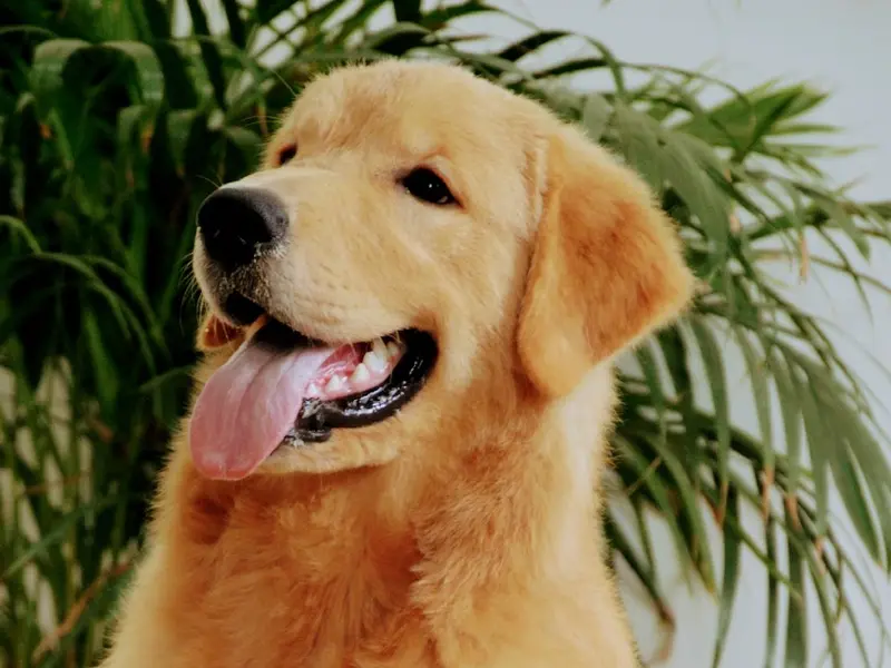 Harish pathak pet shop in pune, photo 2
