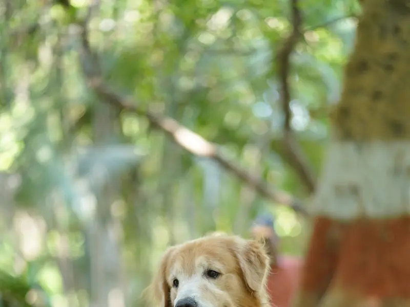 Harish pathak pet shop in pune, photo 4
