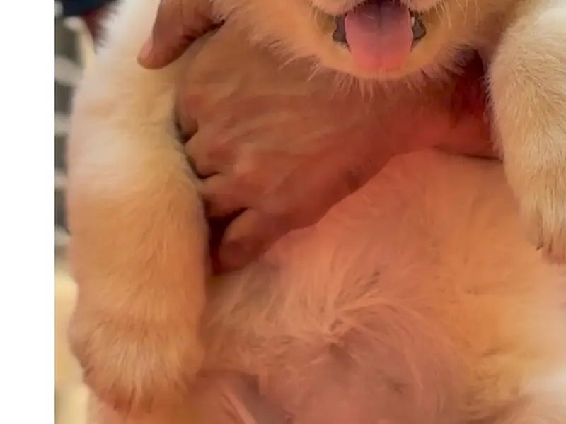 Jamhar Kennel ( Government Registered kennel ) | Best Pet shop in Pune | Cat for sale In pune | Best Kennel in Pune, photo 3