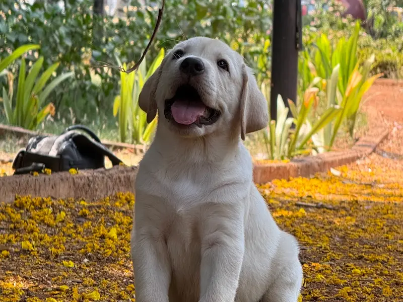 Jamhar Kennel ( Government Registered kennel ) | Best Pet shop in Pune | Cat for sale In pune | Best Kennel in Pune, photo 4
