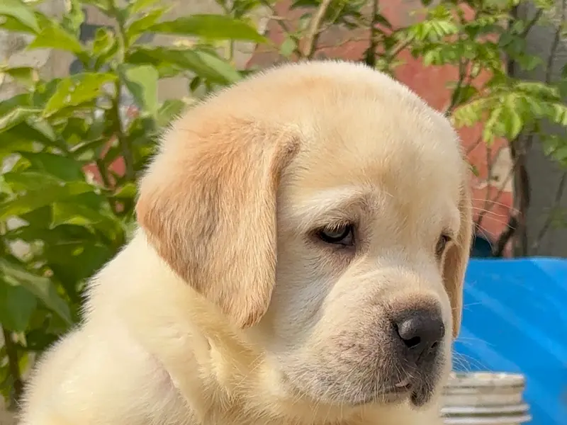 Jamhar Kennel ( Government Registered kennel ) | Best Pet shop in Pune | Cat for sale In pune | Best Kennel in Pune, photo 5