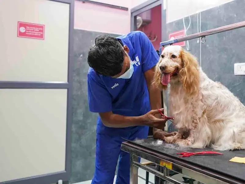 Vetic Pet Clinic Wakad, photo 2