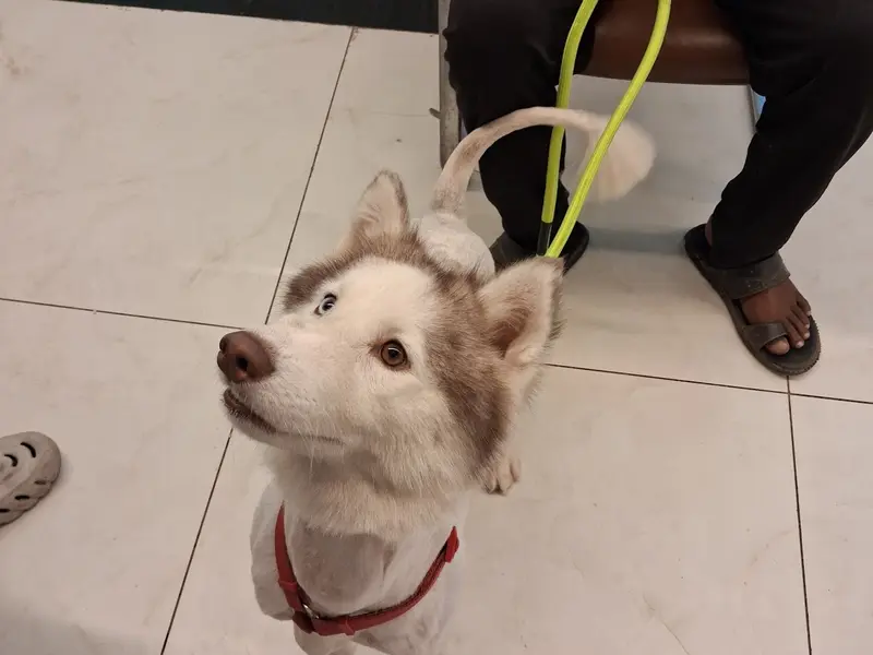 Vetic Pet Clinic Wakad, photo 5