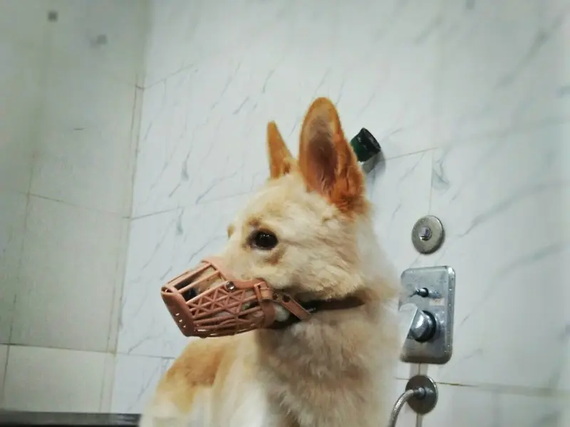 Pet lovers, photo 4