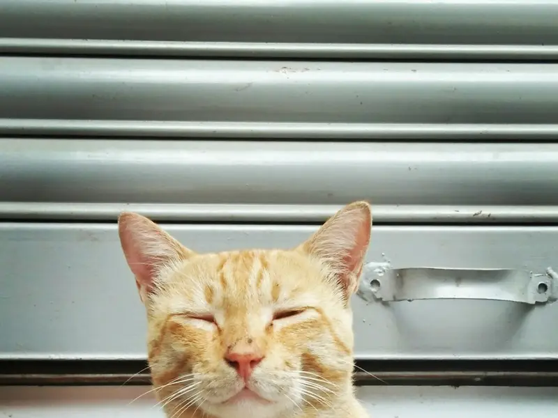 Pet lovers, photo 5