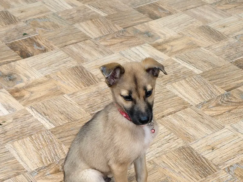 Petsy Dog's Home Boarding, photo 5