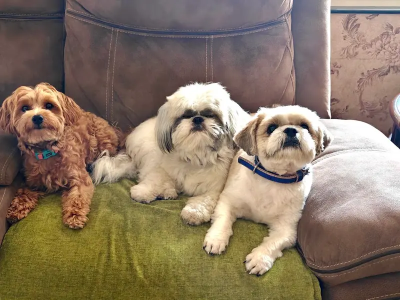 The Place 4 Paws Pet Homestay, photo 2