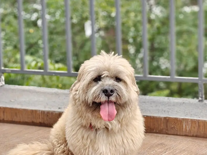 The Place 4 Paws Pet Homestay, photo 3