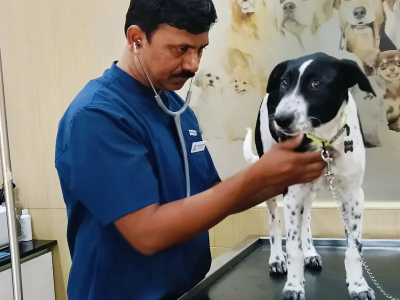 Dr Pet Clinic Viman Nagar, photo 2