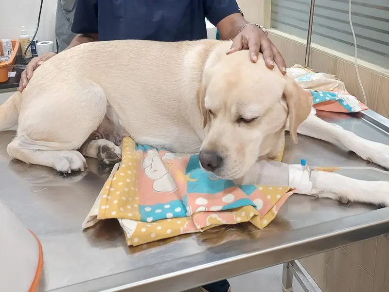 Dr Pet Clinic Viman Nagar, photo 4