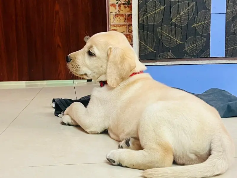 Pet shop (mamta canal), photo 2