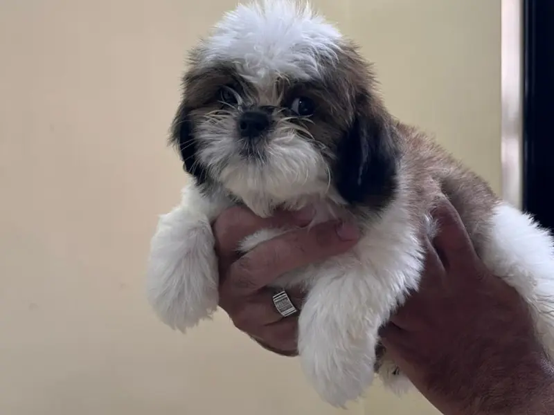 Pet shop (mamta canal), photo 3