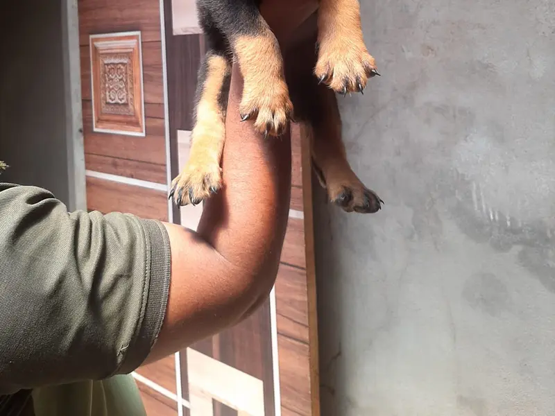 Pet shop (mamta canal), photo 4