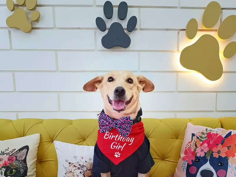 Petfeast Cafe - For Paws & People (Pet Shop/Pet Bakery/Pet Friendly Cafe), photo 4