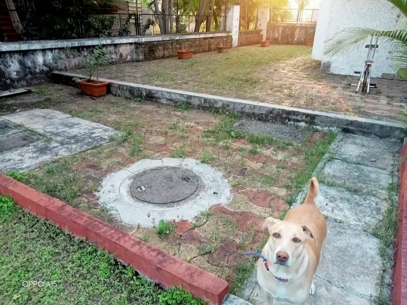 Petssoul Pet Boarding & Day Care Center, photo 3