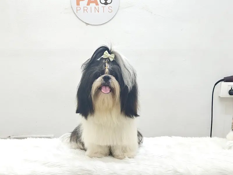 Pune Paw Prints, photo 2