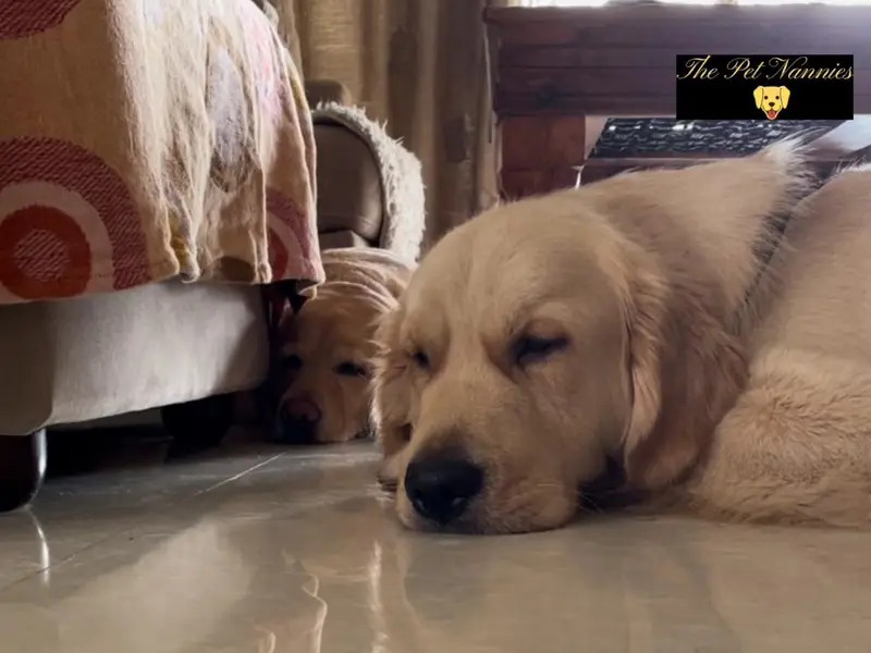 The Pet Nannies, photo 2