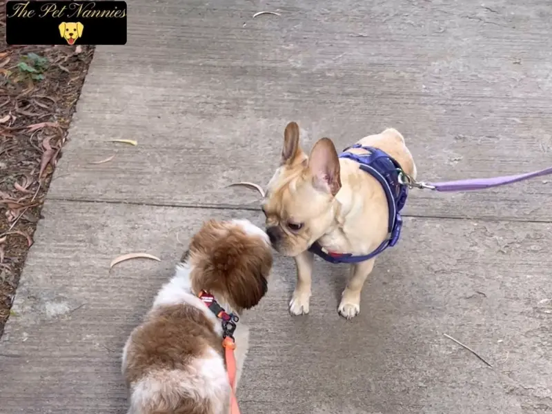 The Pet Nannies, photo 5