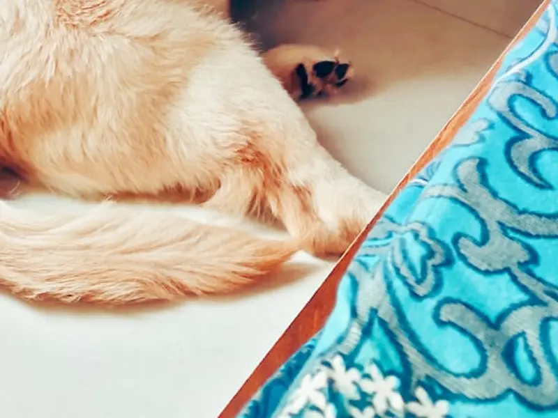 Alena pets kennel, photo 4