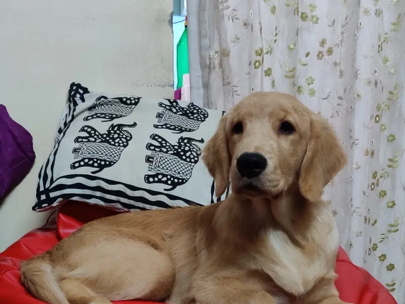Alena pets kennel, photo 5