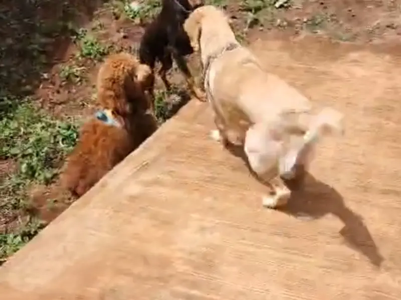 Cozzy Tails - Dog & Cat Daycare, Dog & Cat Boarding, Home Boarding, Pet Boarding in New Kalyani Nagar, Wadgaon Sheri, Pune, photo 2