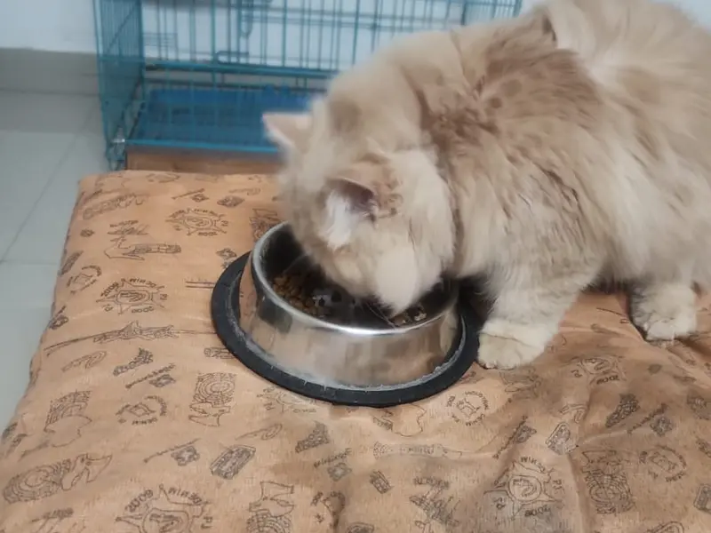 Cozzy Tails - Dog & Cat Daycare, Dog & Cat Boarding, Home Boarding, Pet Boarding in New Kalyani Nagar, Wadgaon Sheri, Pune, photo 3