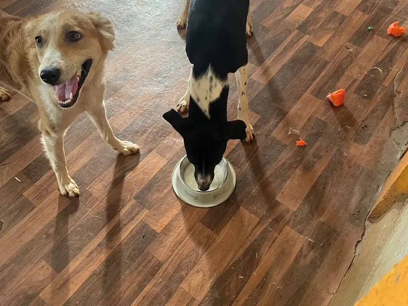 Cozzy Tails - Dog & Cat Daycare, Dog & Cat Boarding, Home Boarding, Pet Boarding in New Kalyani Nagar, Wadgaon Sheri, Pune, photo 5