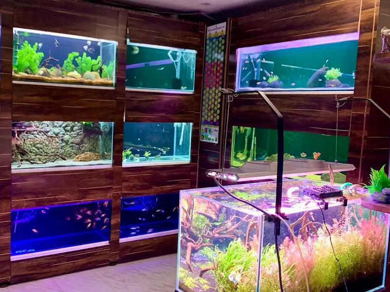 Wonder Pets Pune, photo 2