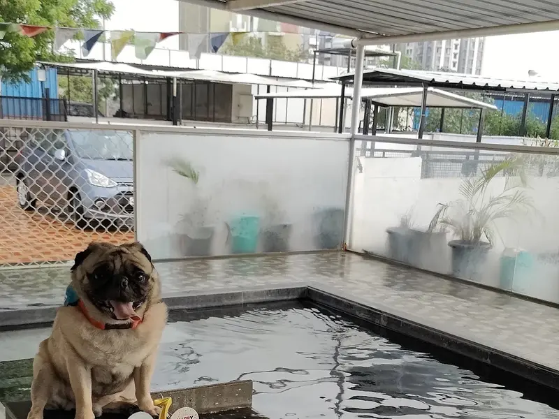 Doggotel, photo 3