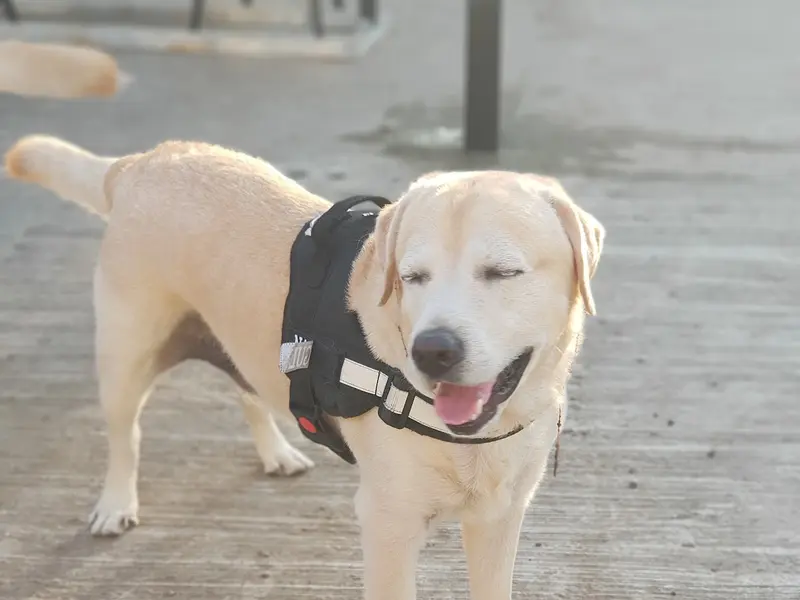 Doggotel, photo 4
