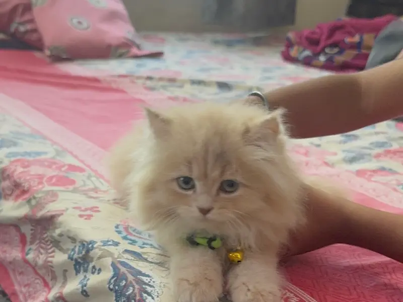 Ginger Persians, photo 2