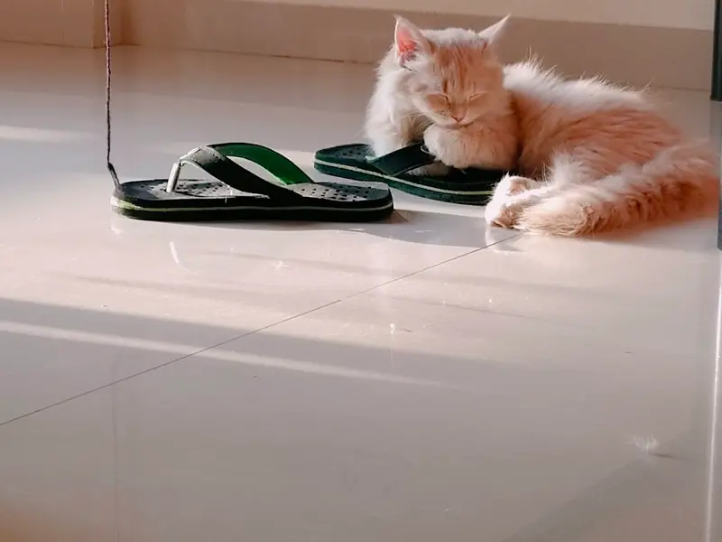 Ginger Persians, photo 3
