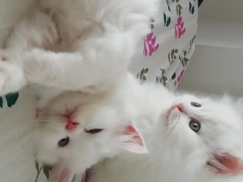 Ginger Persians, photo 4