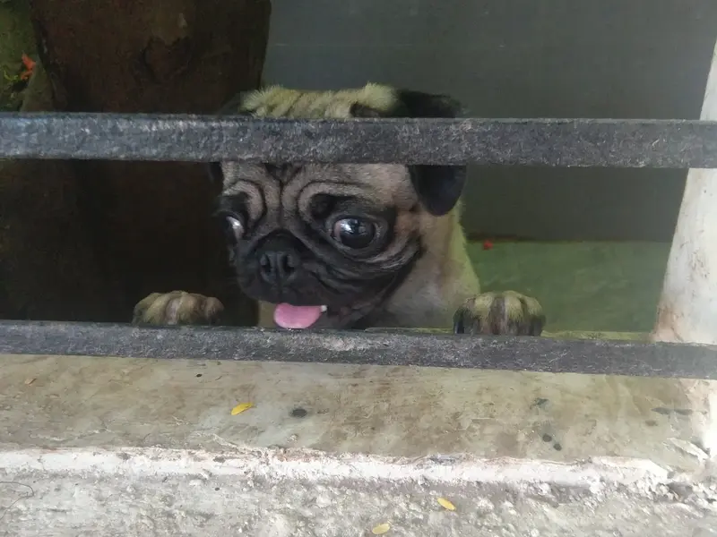 Pet palace Dog's Hostel, photo 4