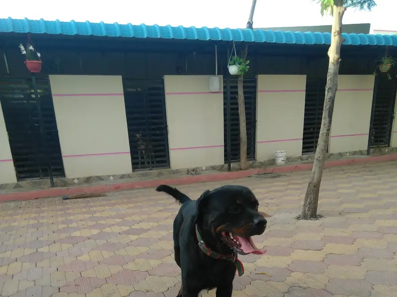 Pet palace Dog's Hostel, photo 5