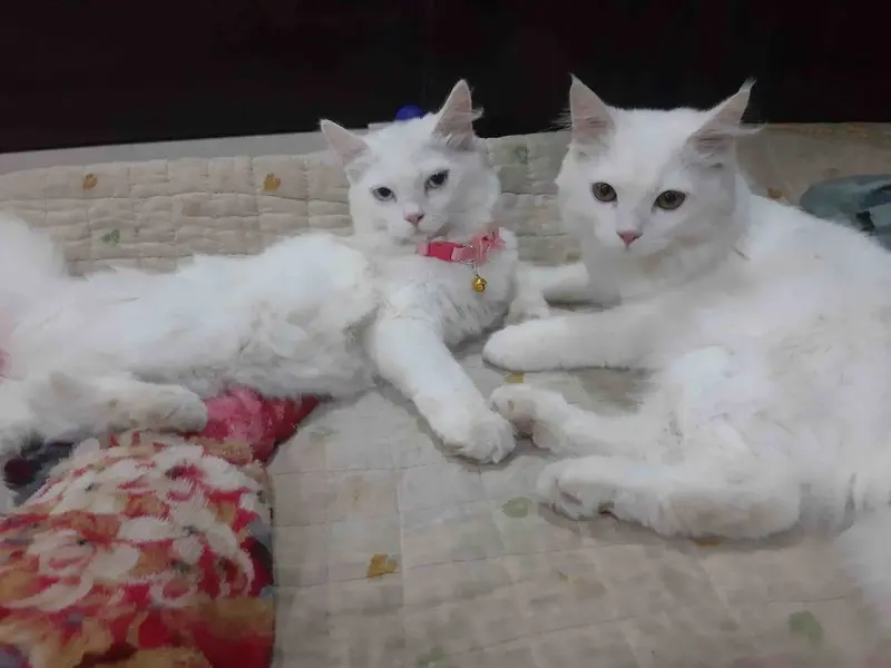 Prince Dog Hostel & Day Care Center, photo 4