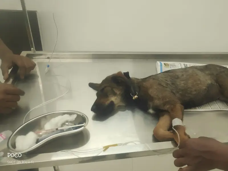 Caring Hands Pet clinic and Shop, photo 2
