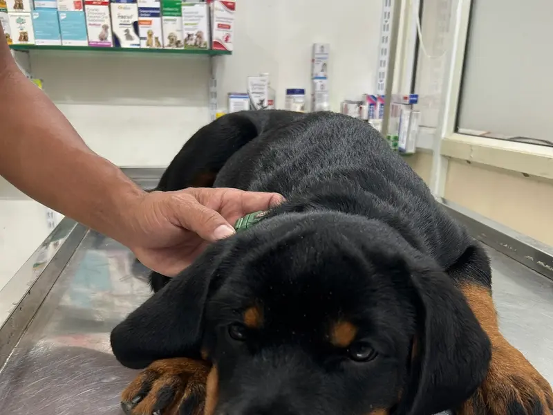 Caring Hands Pet clinic and Shop, photo 5