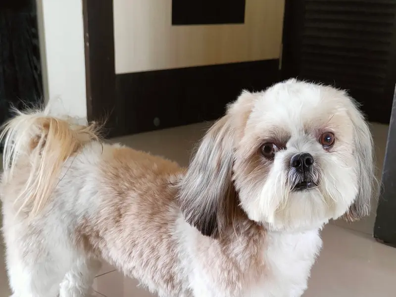 Kukky Pets, photo 2