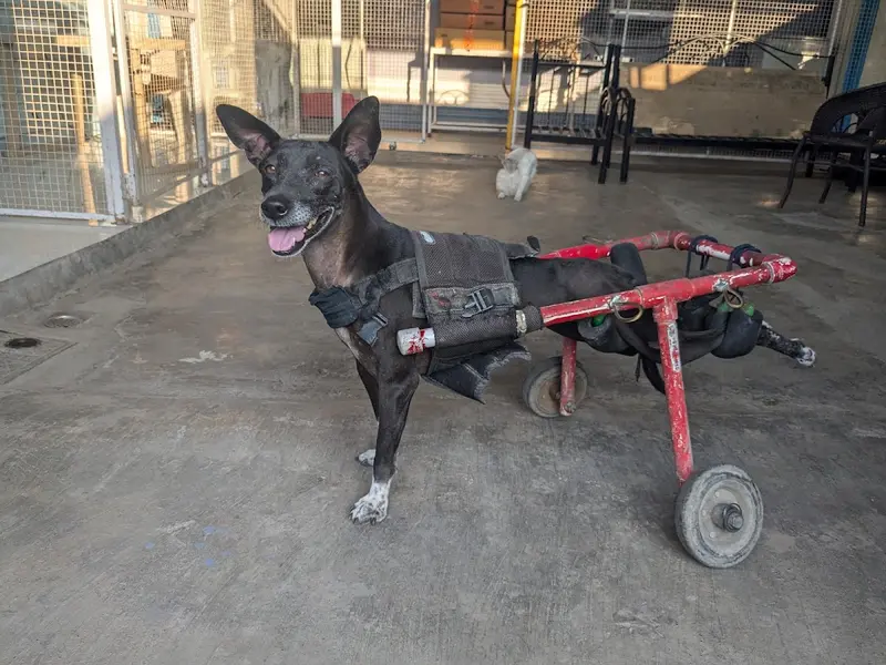 MH14 Animal Hospital (run by Earth Charitable Foundation), photo 3