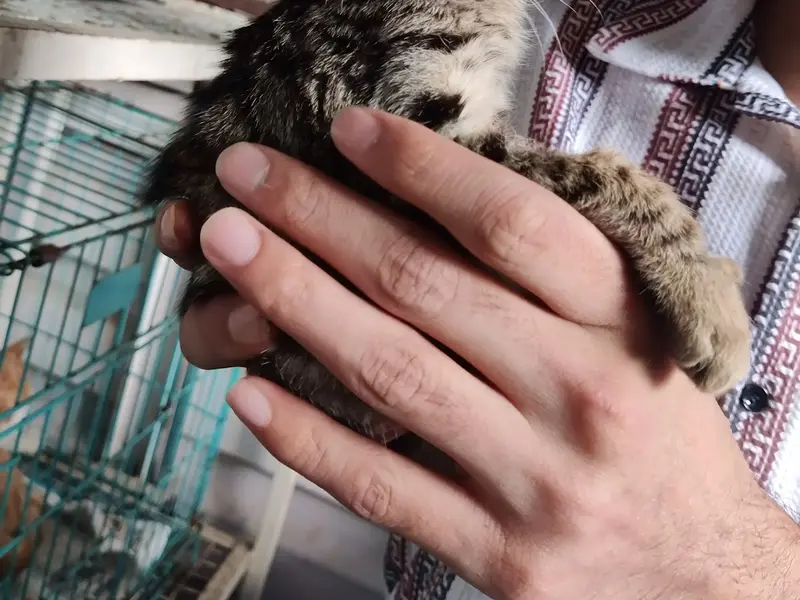 MH14 Animal Hospital (run by Earth Charitable Foundation), photo 4