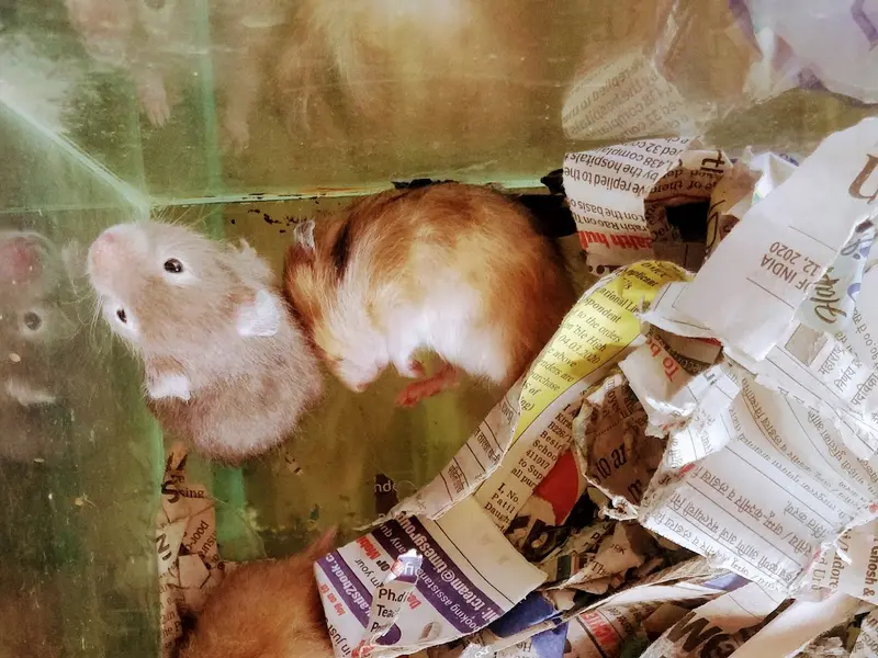 Aquafins The Pet Shopee, photo 3