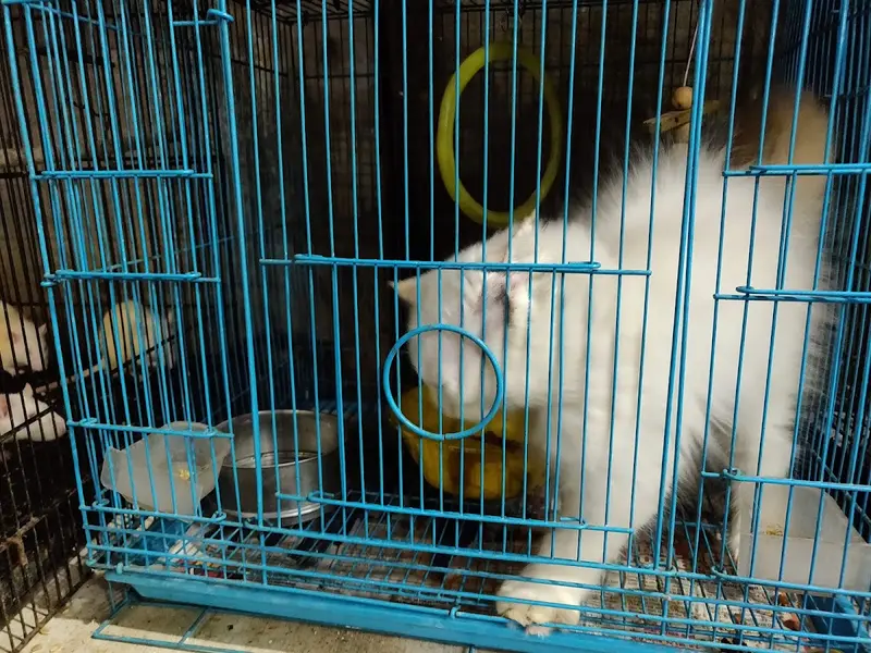 Aquafins The Pet Shopee, photo 4