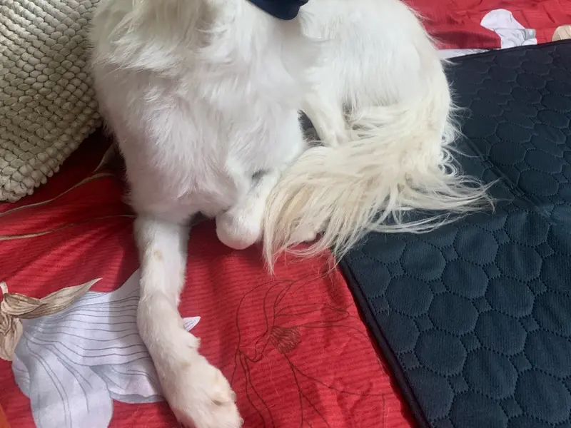 Heads Up For Tails Pet Store & Spa - Salunke Vihar, Pune, photo 4