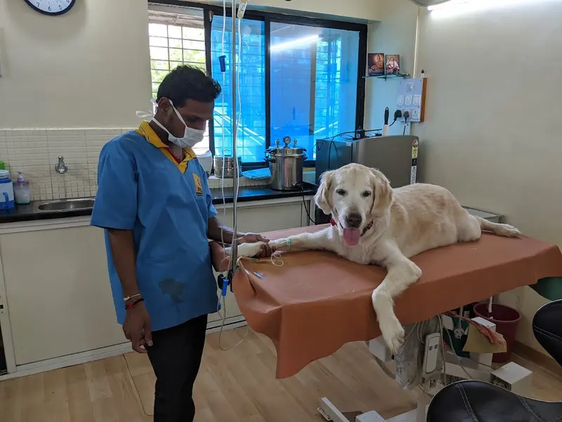Tulpule's Pet Care Clinic, photo 4